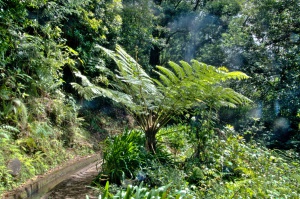 Levada_14